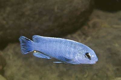 Pseudotropheus perspicax 'Kakusa'